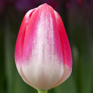 Тюльпан Donatello 600 цибулин розмір 12+