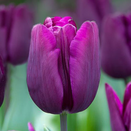 Тюльпан Deep Purple Rock 600 цибулин розмір 12+