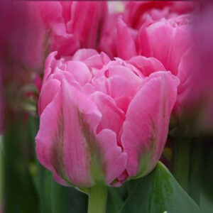 Тюльпан Desirelle 600 цибулин розмір 12+