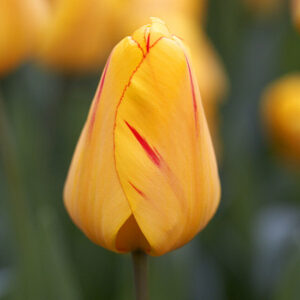 Тюльпан Джульєтта 25 цибулин розмір 10/11