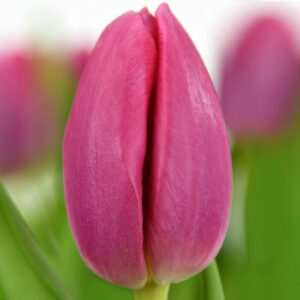 Тюльпан Expression 600 цибулин розмір 12+