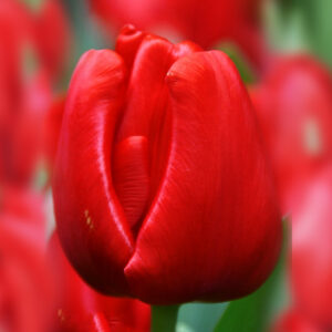 Тюльпан Escape 600 цибулин розмір 12+