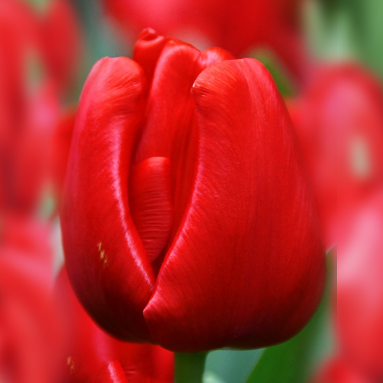 Тюльпан Escape 600 цибулин розмір 12+