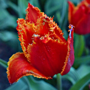 Тюльпан Фабіо упаковка 30 цибулин розмір 10/11