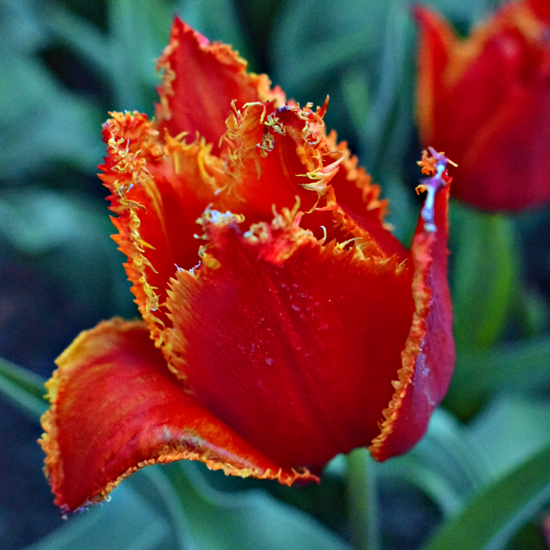 Тюльпан Фабіо упаковка 30 цибулин розмір 10/11