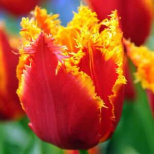 Тюльпан Fabio 600 цибулин розмір 12+