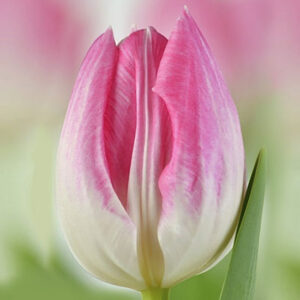 Тюльпан First class 600 цибулин розмір 12+