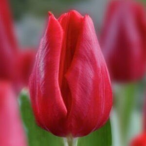 Тюльпан First Star 600 цибулин розмір 12+