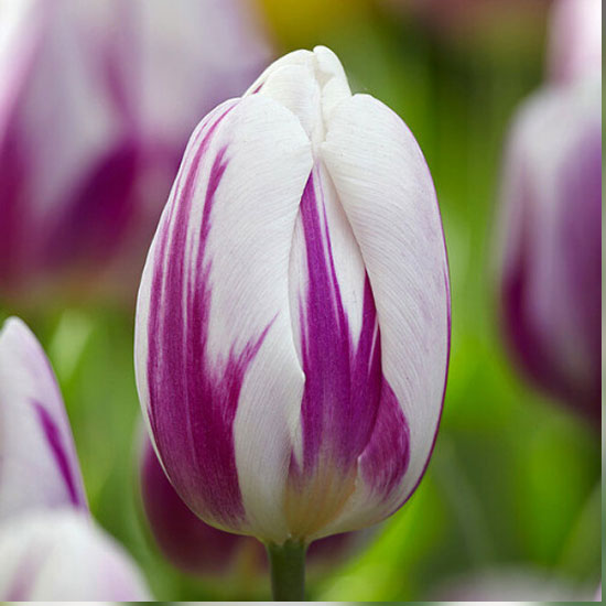 Тюльпан Flaming Flag 600 цибулин розмір 12+