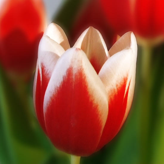 Тюльпан Full House 600 цибулин розмір 12+