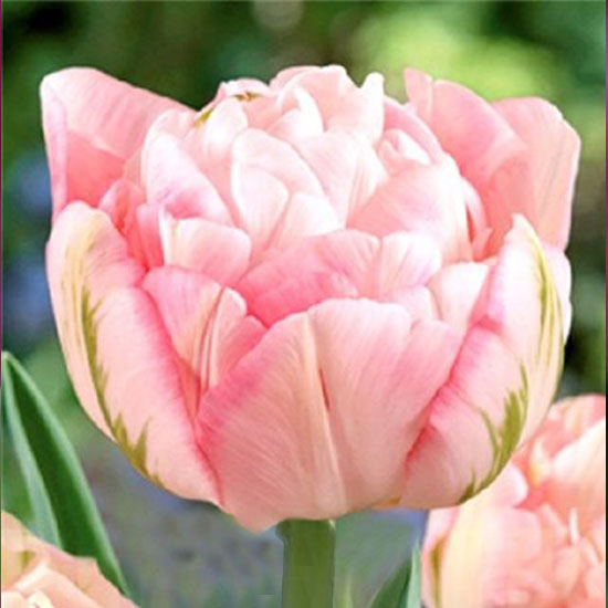 Тюльпан Finola 600 цибулин розмір 12+