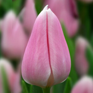 Тюльпан Gabriella 600 цибулин розмір 12+