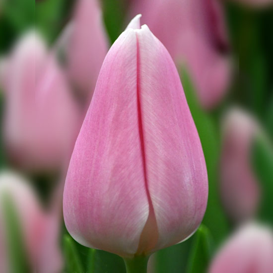 Тюльпан Gabriella 600 цибулин розмір 12+