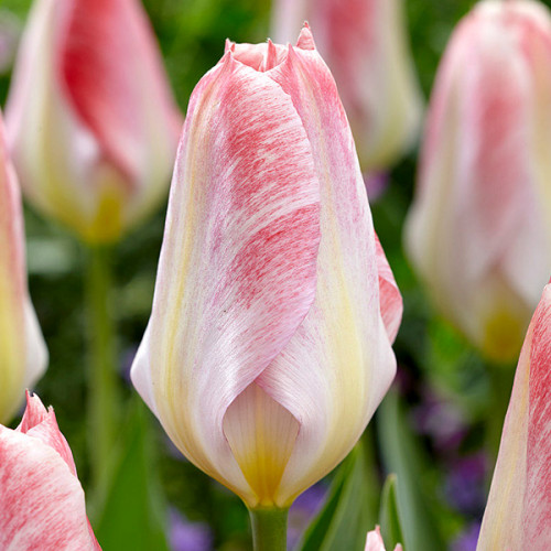 Тюльпан Flaming Purissima 30 цибулин розмір 10/11