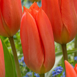 Тюльпан Оранж Бриз 30 цибулин розмір 10/11