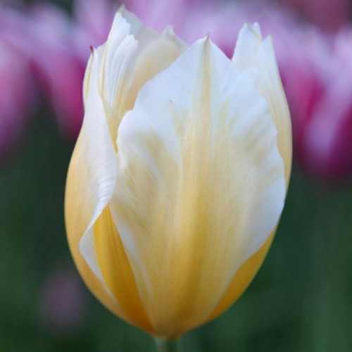 Тюльпан Світ харт 30 цибулин розмір 10/11