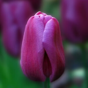 Тюльпан High Five 600 цибулин розмір 12+