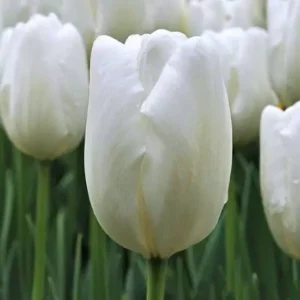 Тюльпан Hakuin 600 цибулин розмір 12+