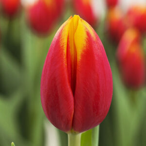 Тюльпан Hennie Van der Most 600 цибулин розмір 12+