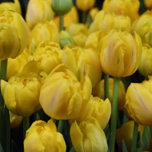 Тюльпан Yellow Margarita 600 цибулин розмір 12+