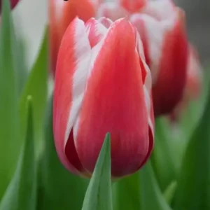 Тюльпан Yolly 600 цибулин розмір 12+