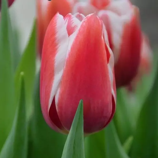 Тюльпан Yolly 600 цибулин розмір 12+