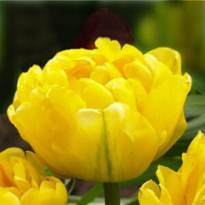 Тюльпан Cadenza 600 цибулин розмір 12+
