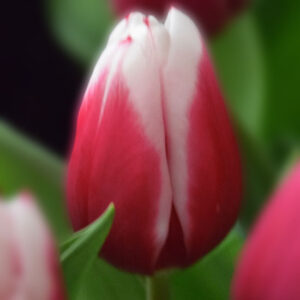 Тюльпан Kamaliya 600 цибулин розмір 12+