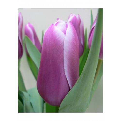 Тюльпан Canberra 600 цибулин розмір 12+