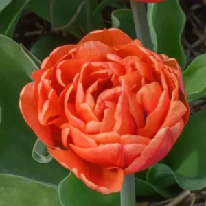 Тюльпан Caracas 600 цибулин розмір 12+