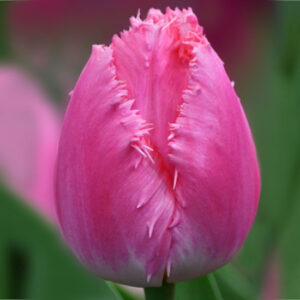 Тюльпан Cacharel 600 цибулин розмір 12+