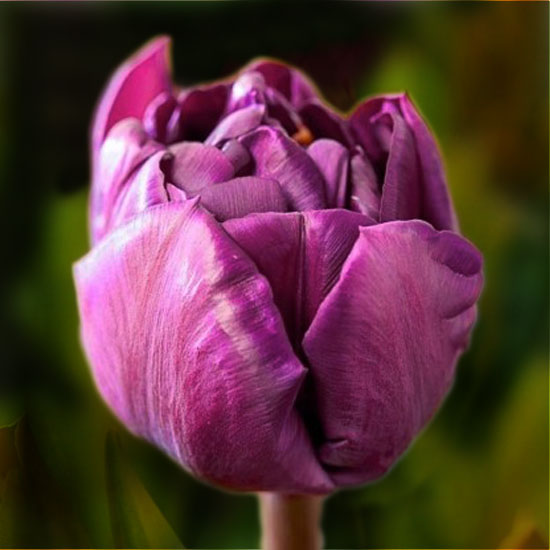 Тюльпан Casandra 600 цибулин розмір 12+