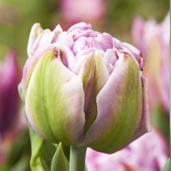 Тюльпан Katinka 600 цибулин розмір 12+