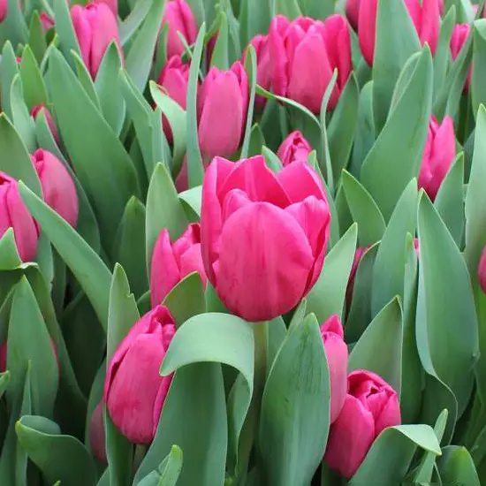 Тюльпан Kinga 600 цибулин розмір 12+