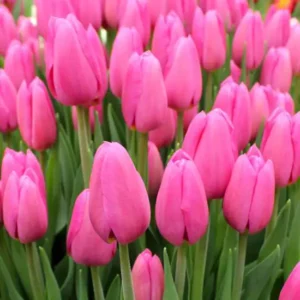 Тюльпан Kisha 600 цибулин розмір 12+