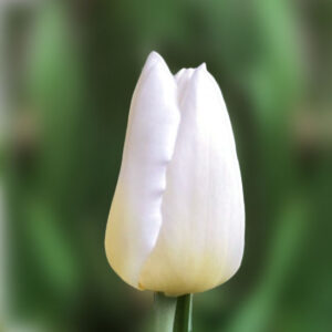 Тюльпан Kobla 600 цибулин розмір 12+