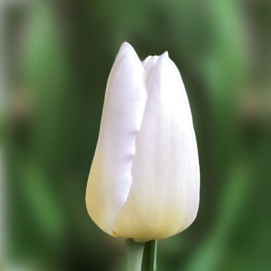 Тюльпан Kobla 600 цибулин розмір 12+