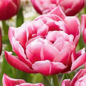 Тюльпан Columbus 600 цибулин розмір 12+