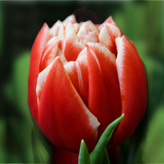 Тюльпан Concorde 600 цибулин розмір 12+