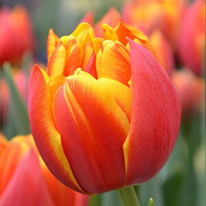 Тюльпан Crossfire 600 цибулин розмір 12+