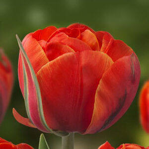 Тюльпан Queensday 600 цибулин розмір 12+