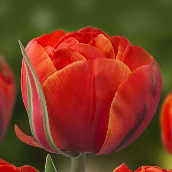 Тюльпан Queensday 600 цибулин розмір 12+