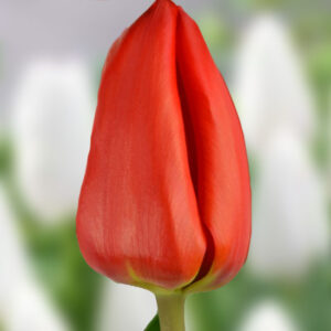 Тюльпан Lalibela 600 цибулин розмір 12+