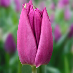 Тюльпан Laptop 600 цибулин розмір 12+