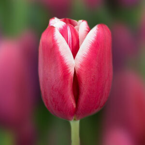 Тюльпан Lornah 600 цибулин розмір 12+