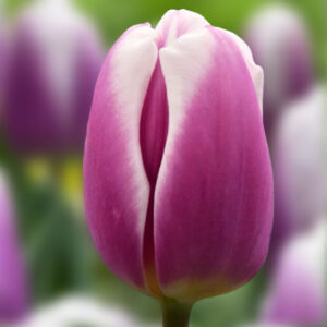 Тюльпан Librije 600 цибулин розмір 12+