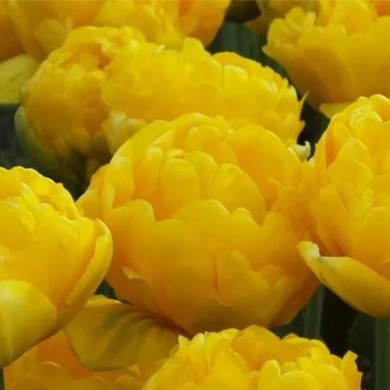 Тюльпан Limousine 600 цибулин розмір 12+