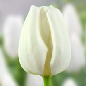 Тюльпан Litouwen 600 цибулин розмір 12+