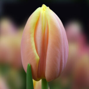 Тюльпан Mango Charm 600 цибулин розмір 12+