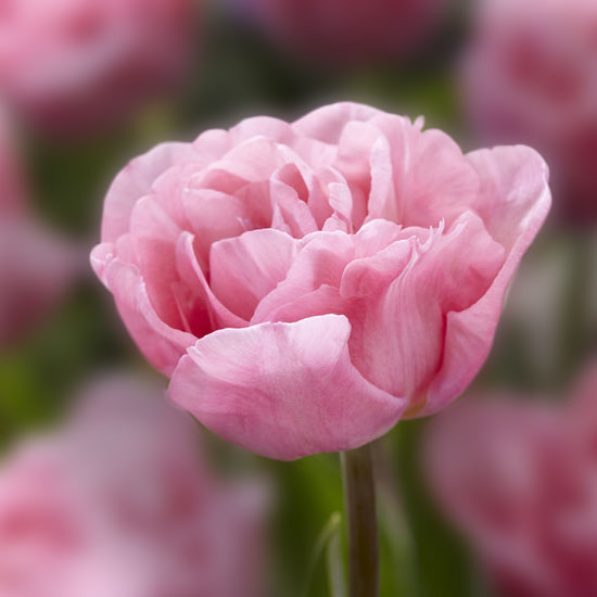 Тюльпан Mariage 600 цибулин розмір 12+